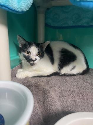 Enlarge Moe, a Adoptable Domestic Short Hair in Marathon , FL image 1/1