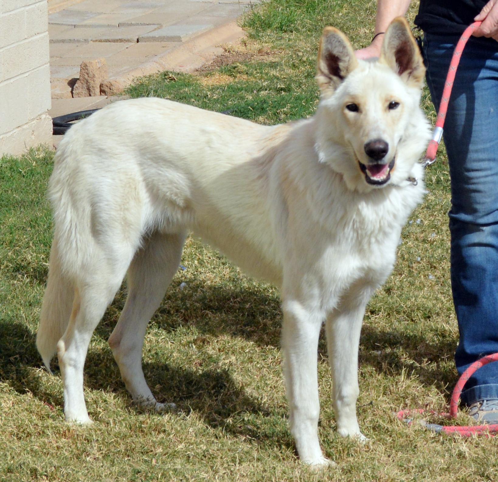 Ghost EV, a ADOPTABLE German Shepherd Dog in Phoenix, AZ image 3/3