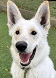 Ghost EV, ADOPTABLE, Young Male German Shepherd Dog.