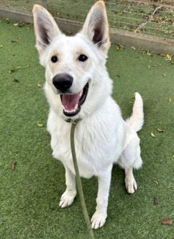 Ghost EV, a ADOPTABLE German Shepherd Dog in Phoenix, AZ image 2/3