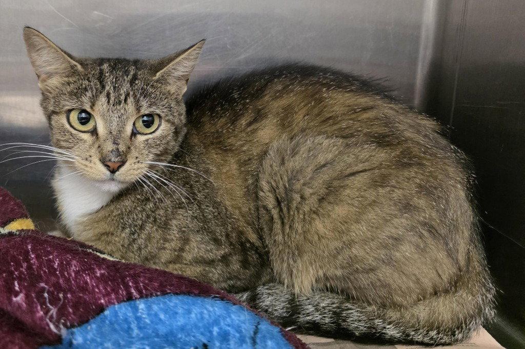 CA 117 Bamalam, Adoptable, Young Female Domestic Short Hair.