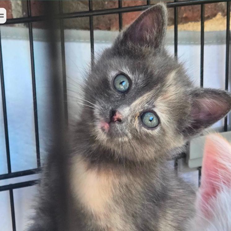 Pearl, Adoptable, Kitten Female Domestic Short Hair.