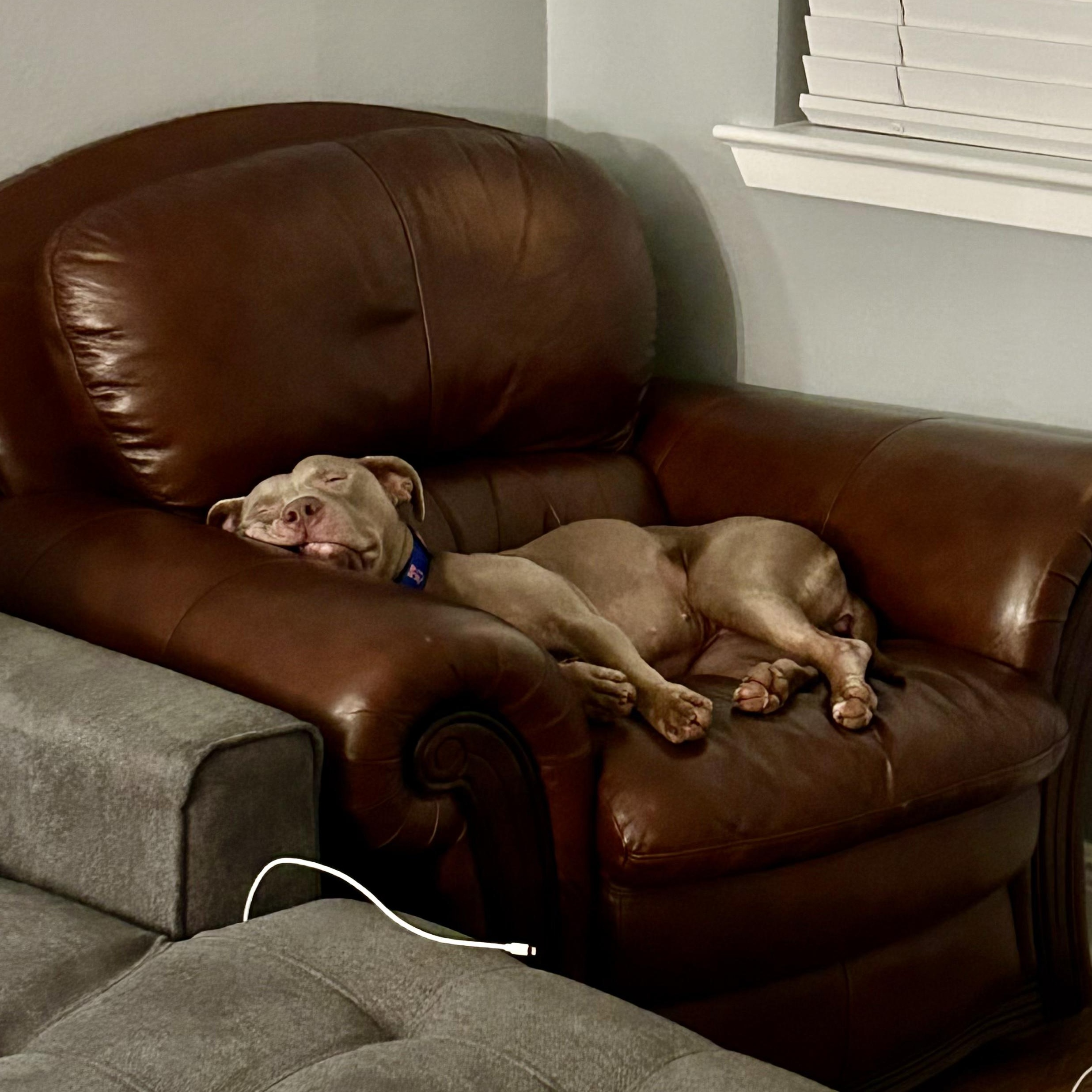 Belle, a Adoptable Pit Bull Terrier in Jefferson , LA image 3/6