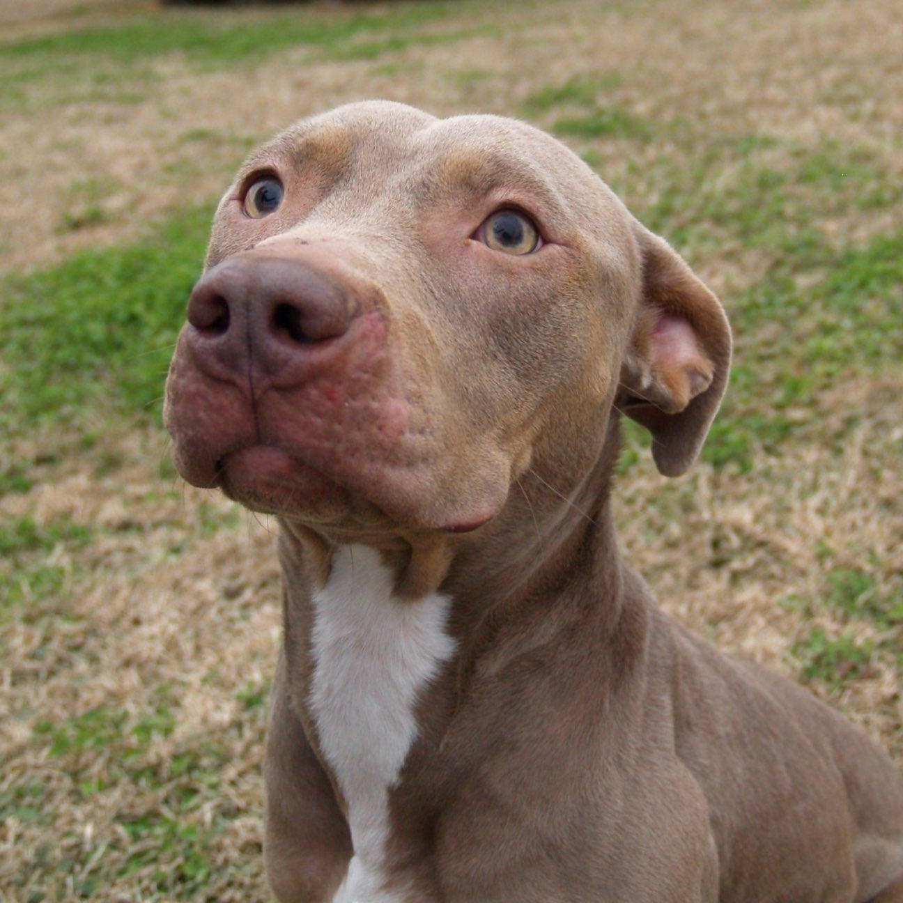 Belle, Adoptable, Young Female Pit Bull Terrier.