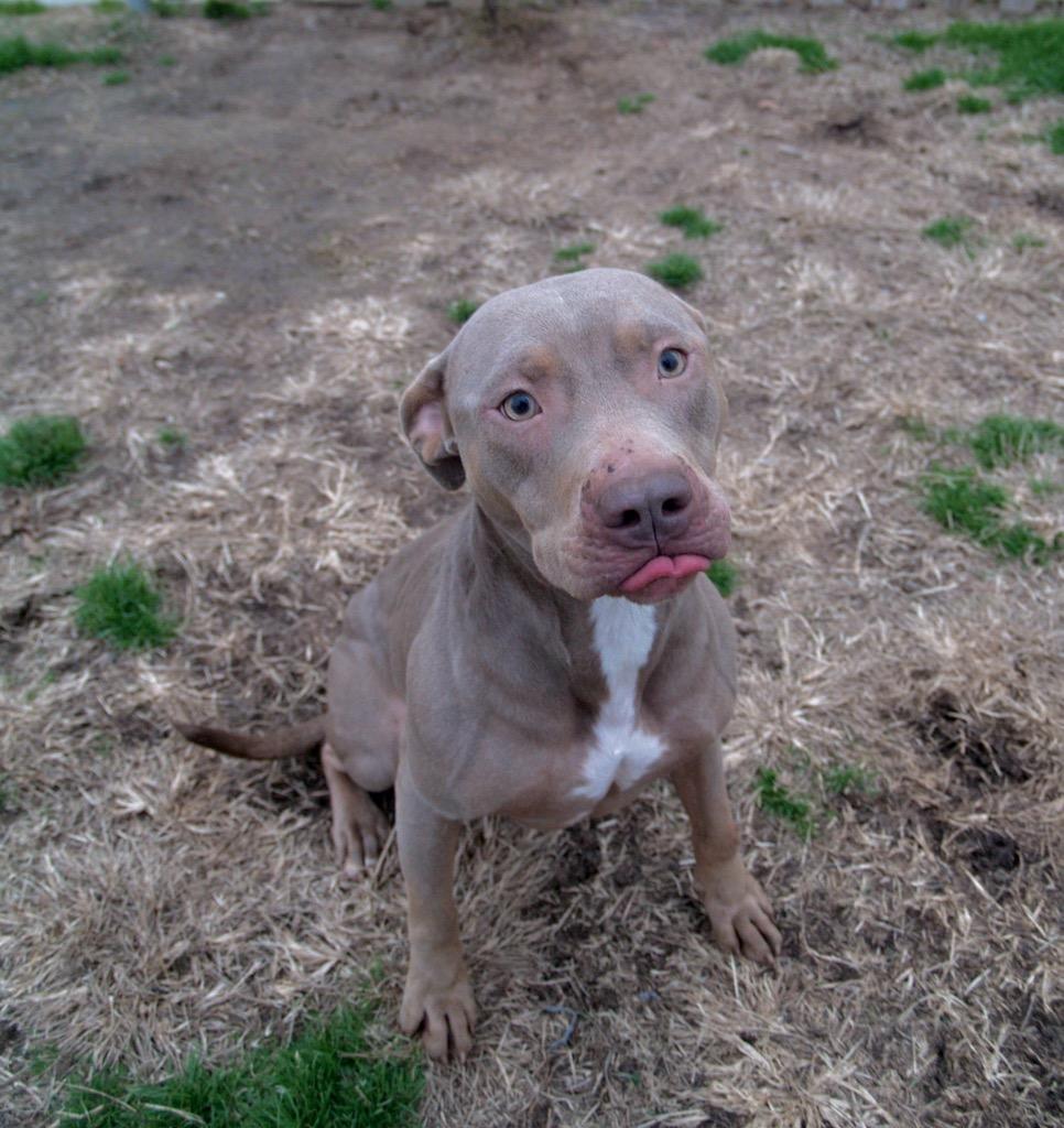Belle, a Adoptable Pit Bull Terrier in Jefferson , LA image 5/6