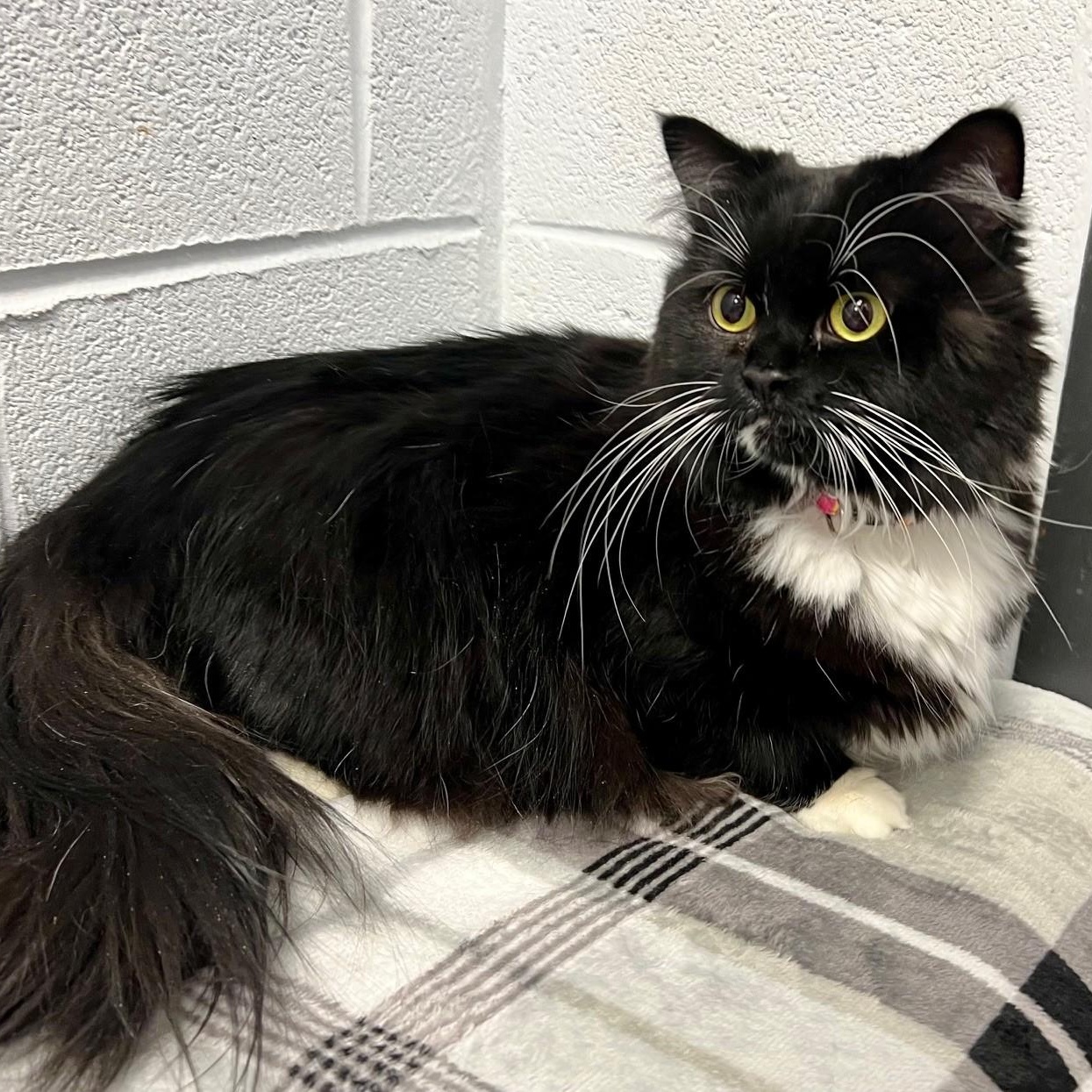 Sassy, ADOPTABLE, Adult Female Domestic Long Hair & Persian.