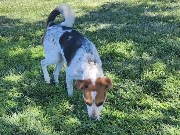Enlarge Zachary, a ADOPTABLE mixed breed in Livermore, CA image 1/4