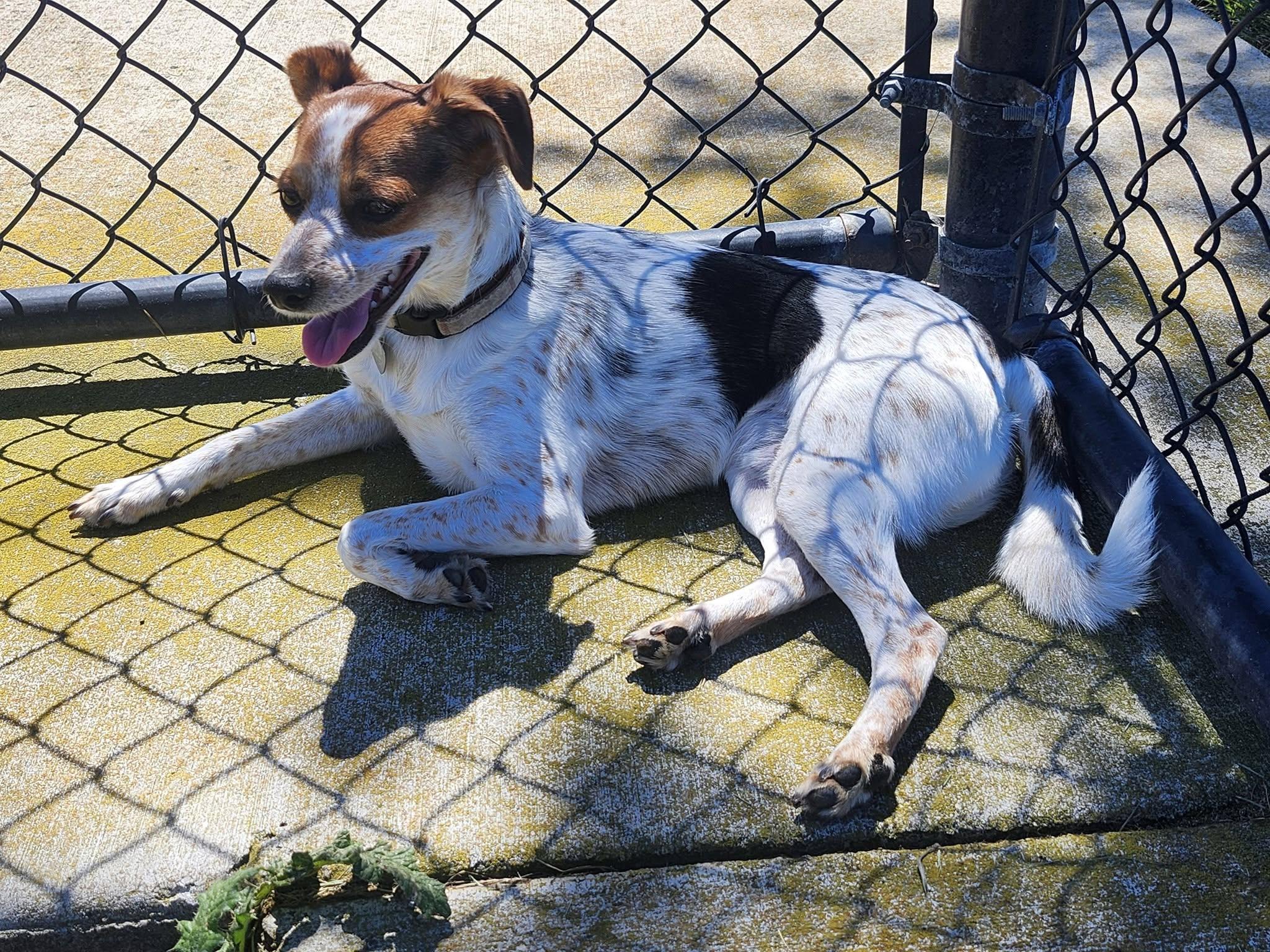Enlarge Zachary, a ADOPTABLE mixed breed in Livermore, CA image 3/4