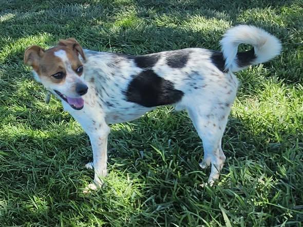 Enlarge Zachary, a ADOPTABLE mixed breed in Livermore, CA image 2/4