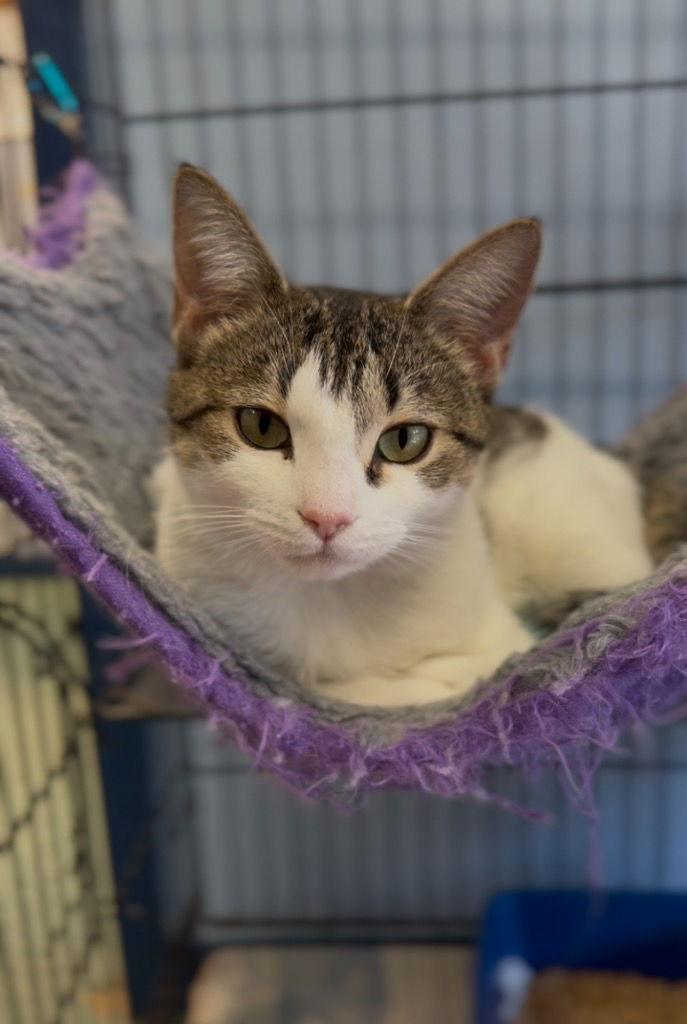 Enlarge Pixie, a Adoptable Domestic Short Hair in Lovingston, VA image 1/3