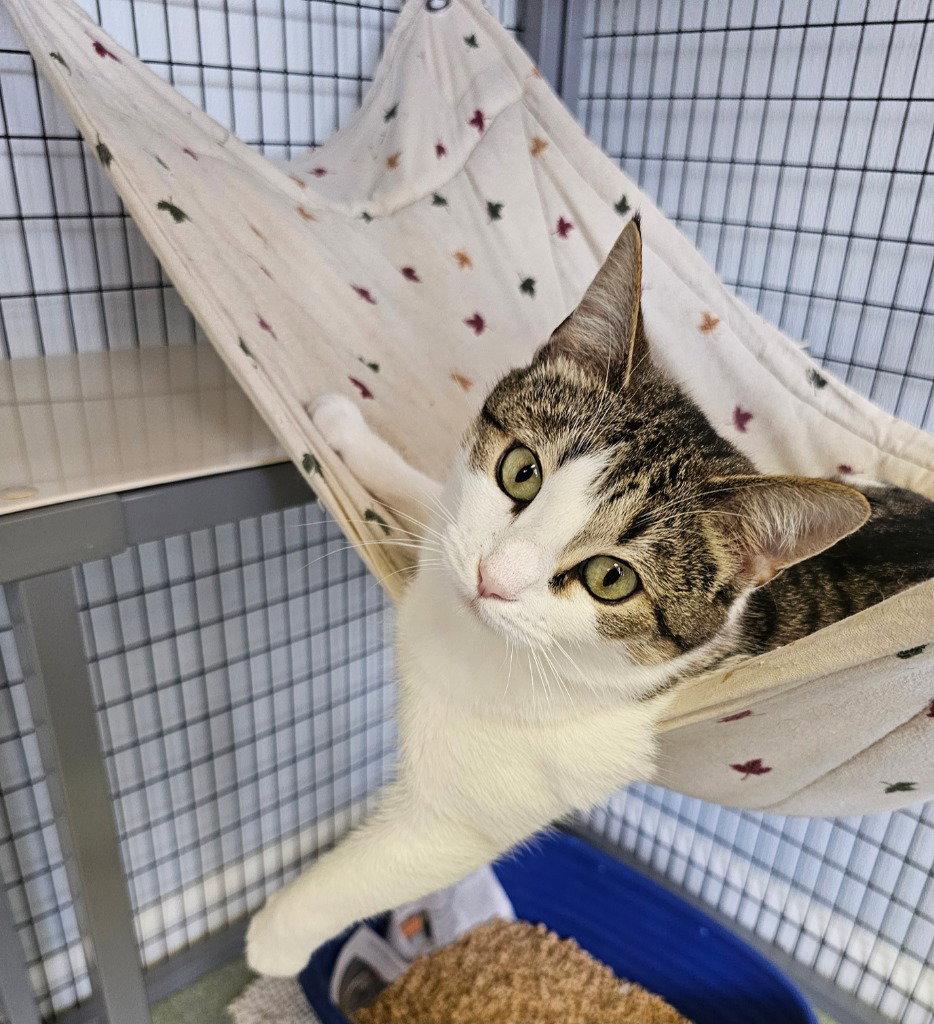 Pixie, Adoptable, Adult Female Domestic Short Hair.