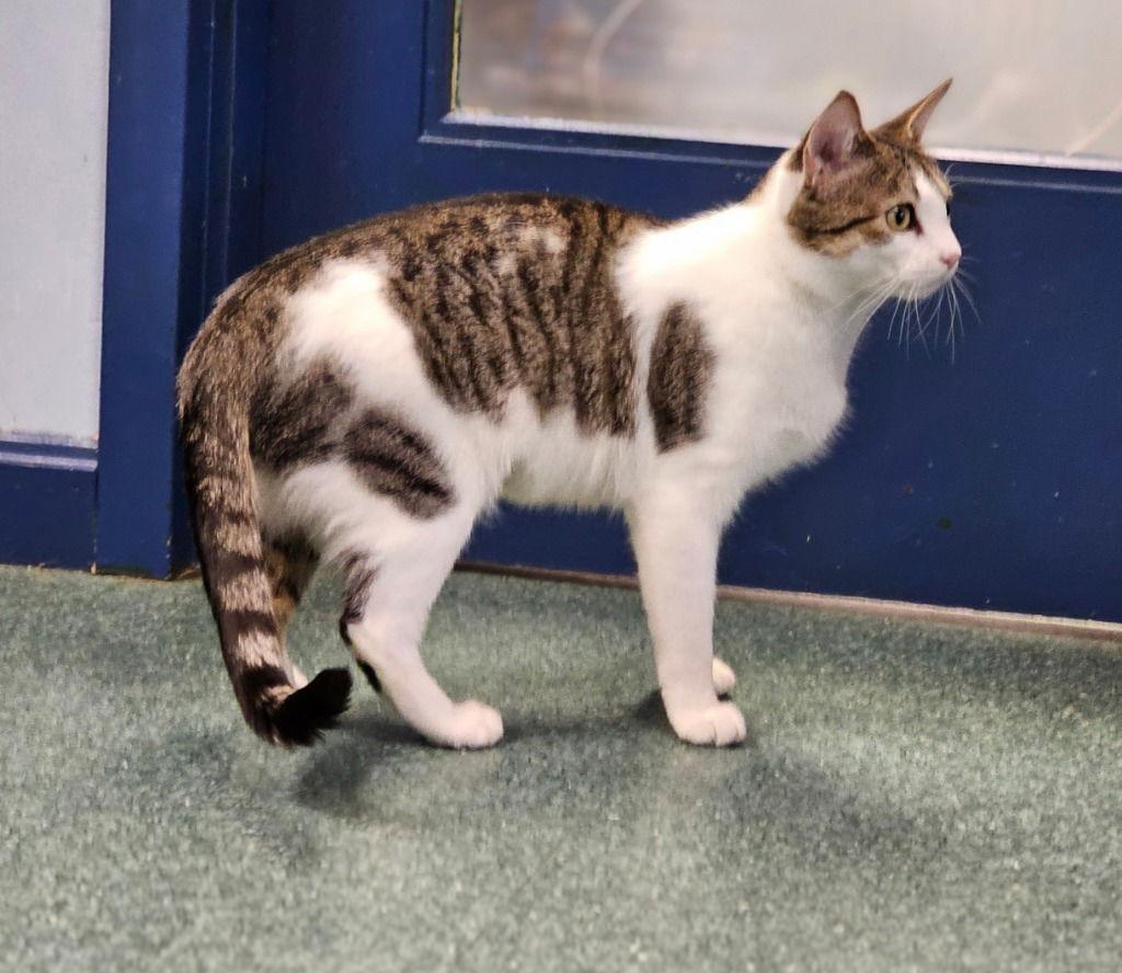 Enlarge Pixie, a Adoptable Domestic Short Hair in Lovingston, VA image 1/3