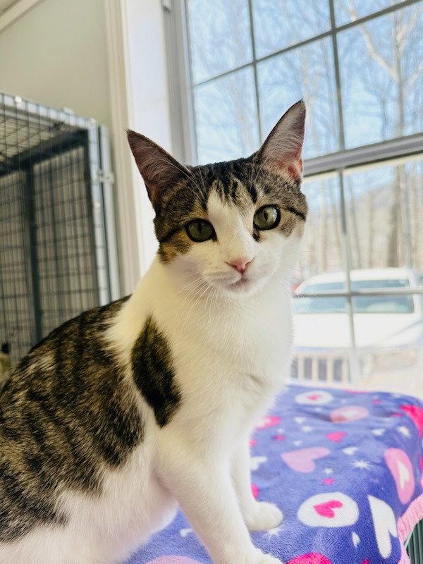 Enlarge Pixie, a Adoptable Domestic Short Hair in Lovingston, VA image 3/3