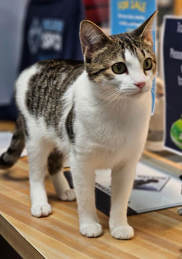 Enlarge Pixie, a Adoptable Domestic Short Hair in Lovingston, VA image 2/3