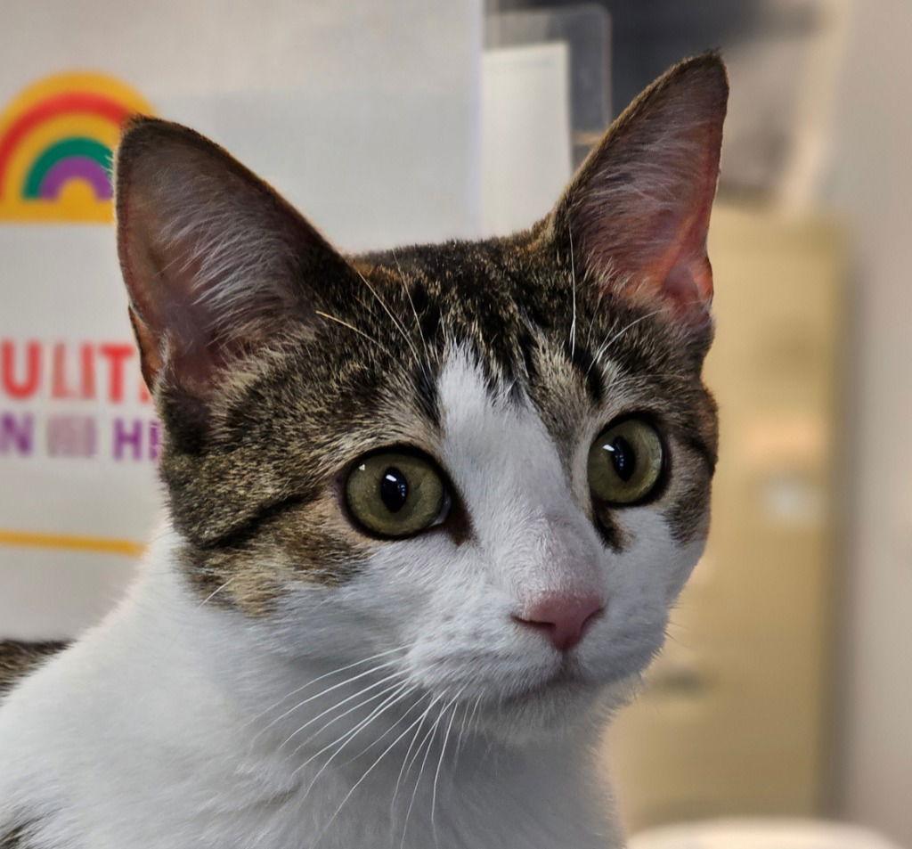 Enlarge Pixie, a Adoptable Domestic Short Hair in Lovingston, VA image 3/3