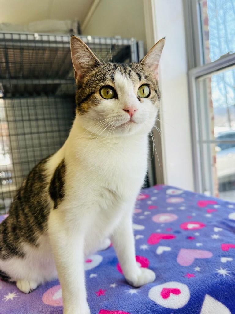 Enlarge Pixie, a Adoptable Domestic Short Hair in Lovingston, VA image 2/3