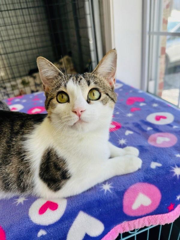 Enlarge Pixie, a Adoptable Domestic Short Hair in Lovingston, VA image 3/3