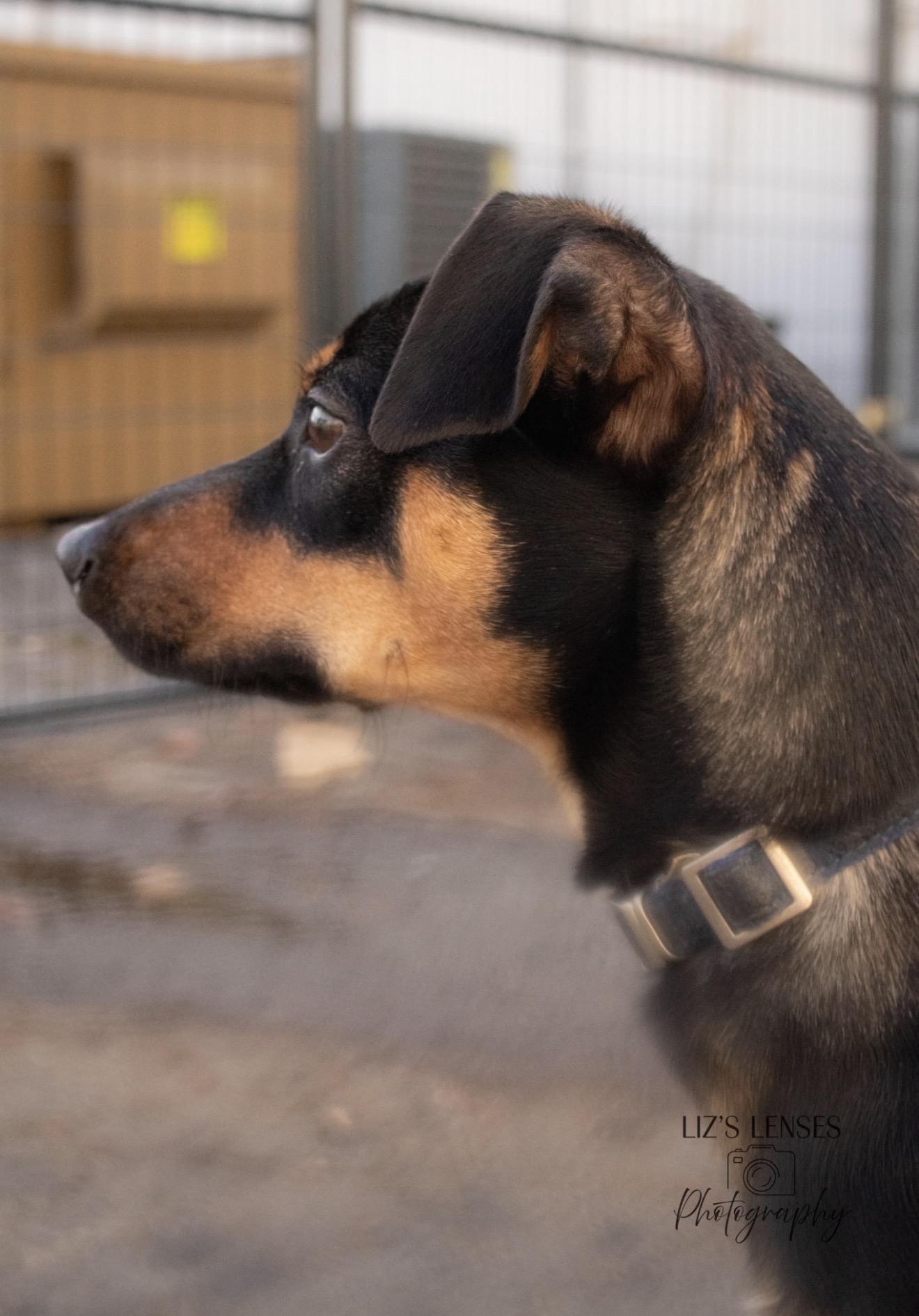 Lily, ADOPTABLE, Young Female Mixed Breed.