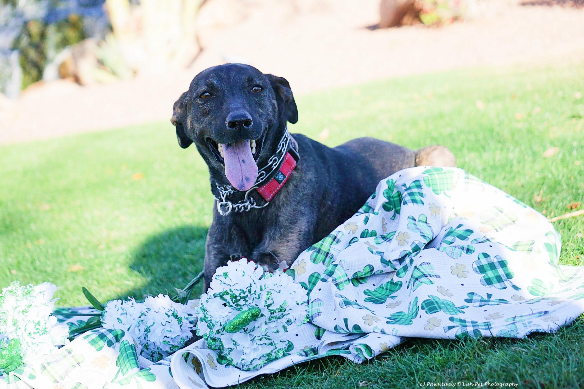 Carrie Underwood, ADOPTABLE, Young Female Whippet.