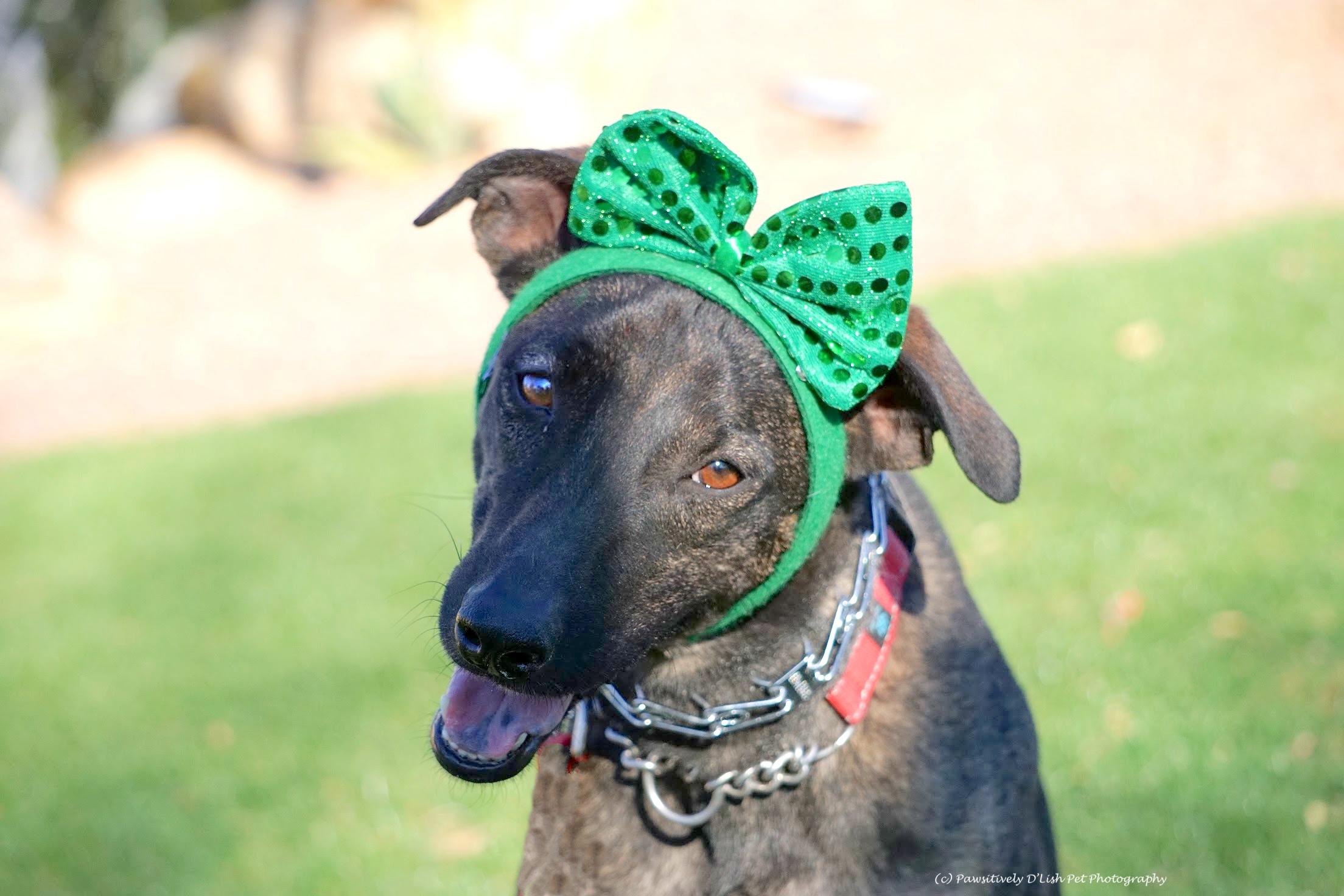 Enlarge Carrie Underwood, a ADOPTABLE mixed breed in Cave Creek, AZ image 2/2
