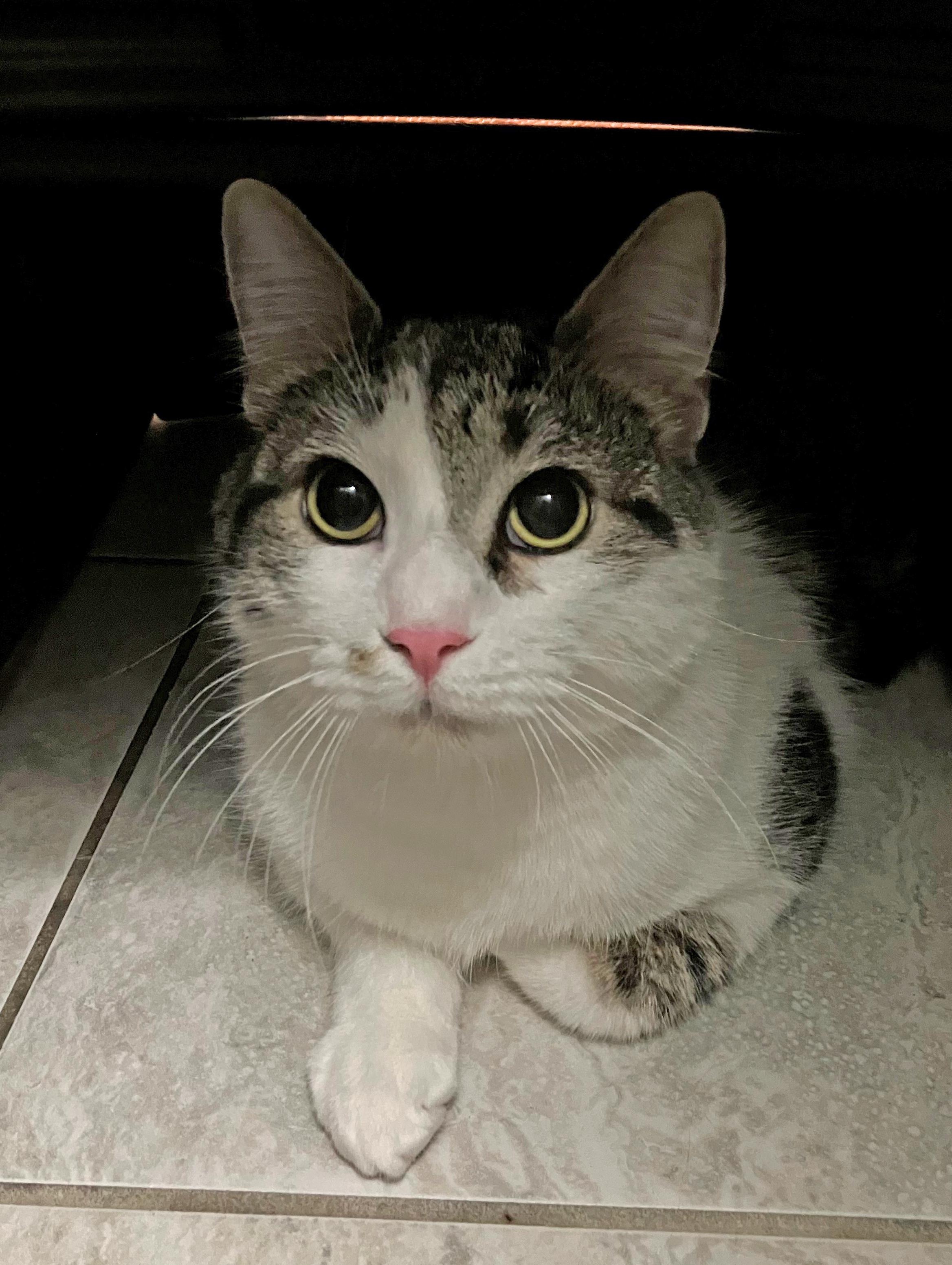 Tial, Adoptable, Young Male Domestic Short Hair.