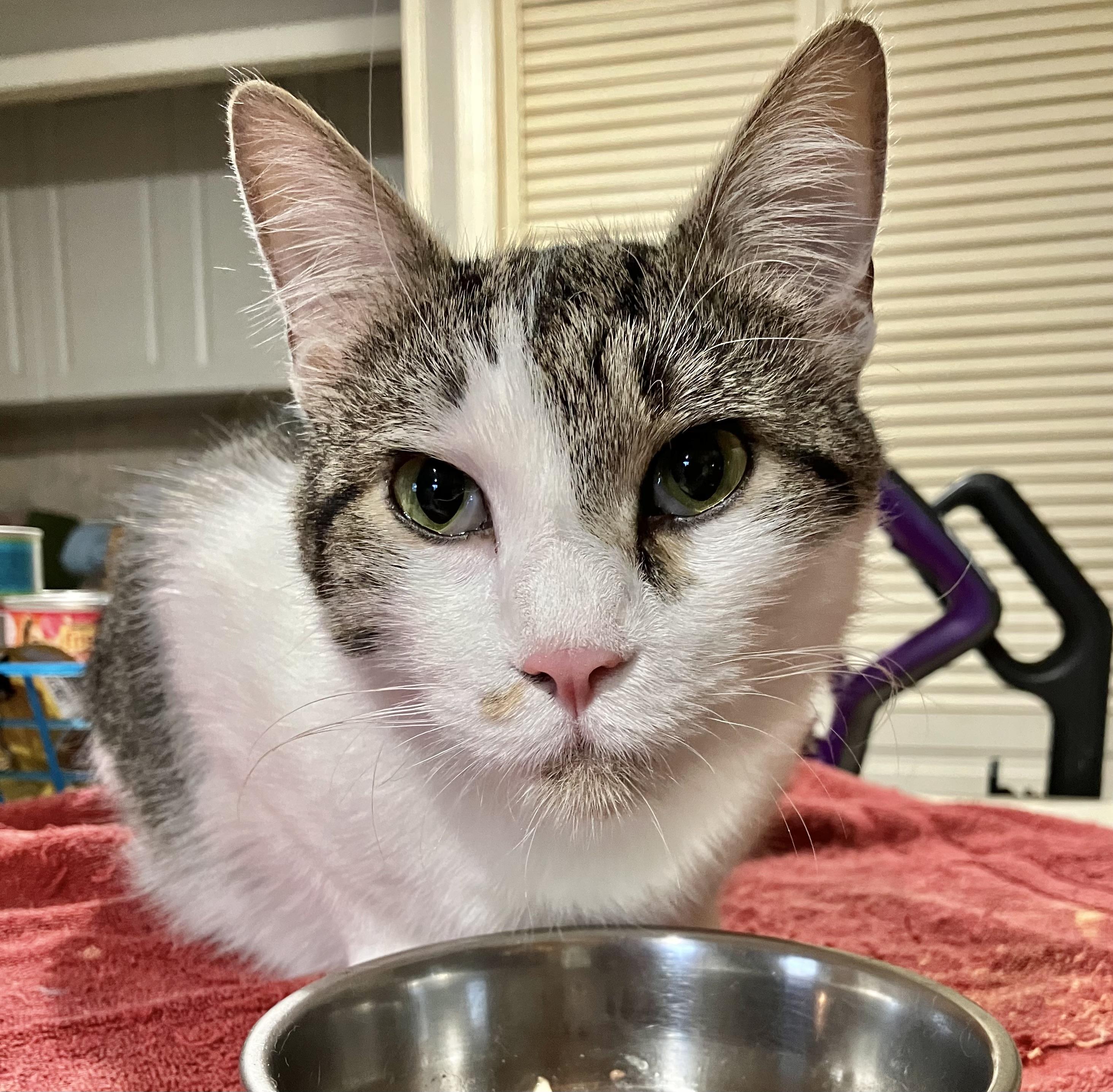 Enlarge Tial, a Adoptable Domestic Short Hair in East Brunswick, NJ image 6/6