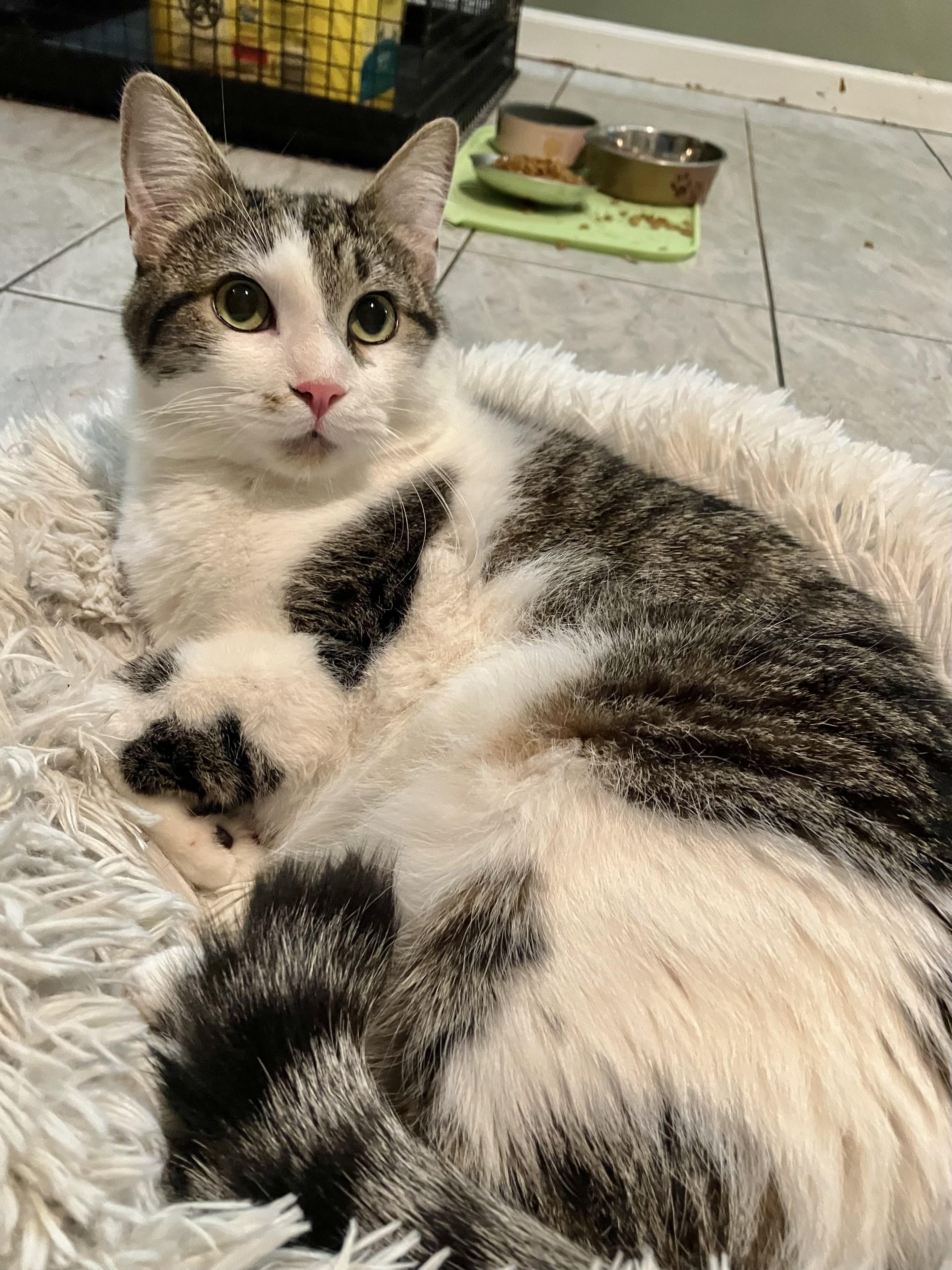 Tial, Adoptable, Young Male Domestic Short Hair.