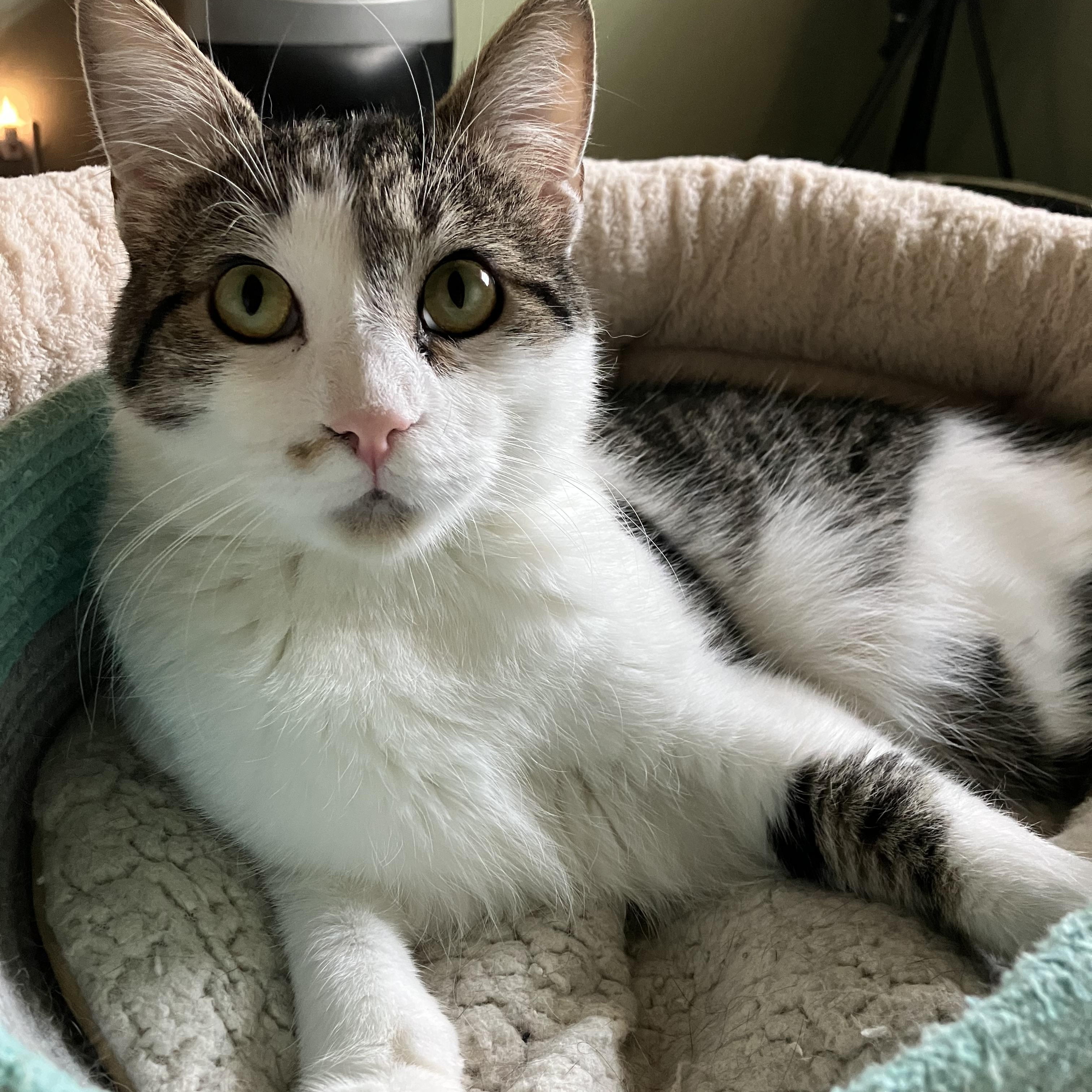 Tial, a Adoptable Domestic Short Hair in East Brunswick, NJ image 6/6