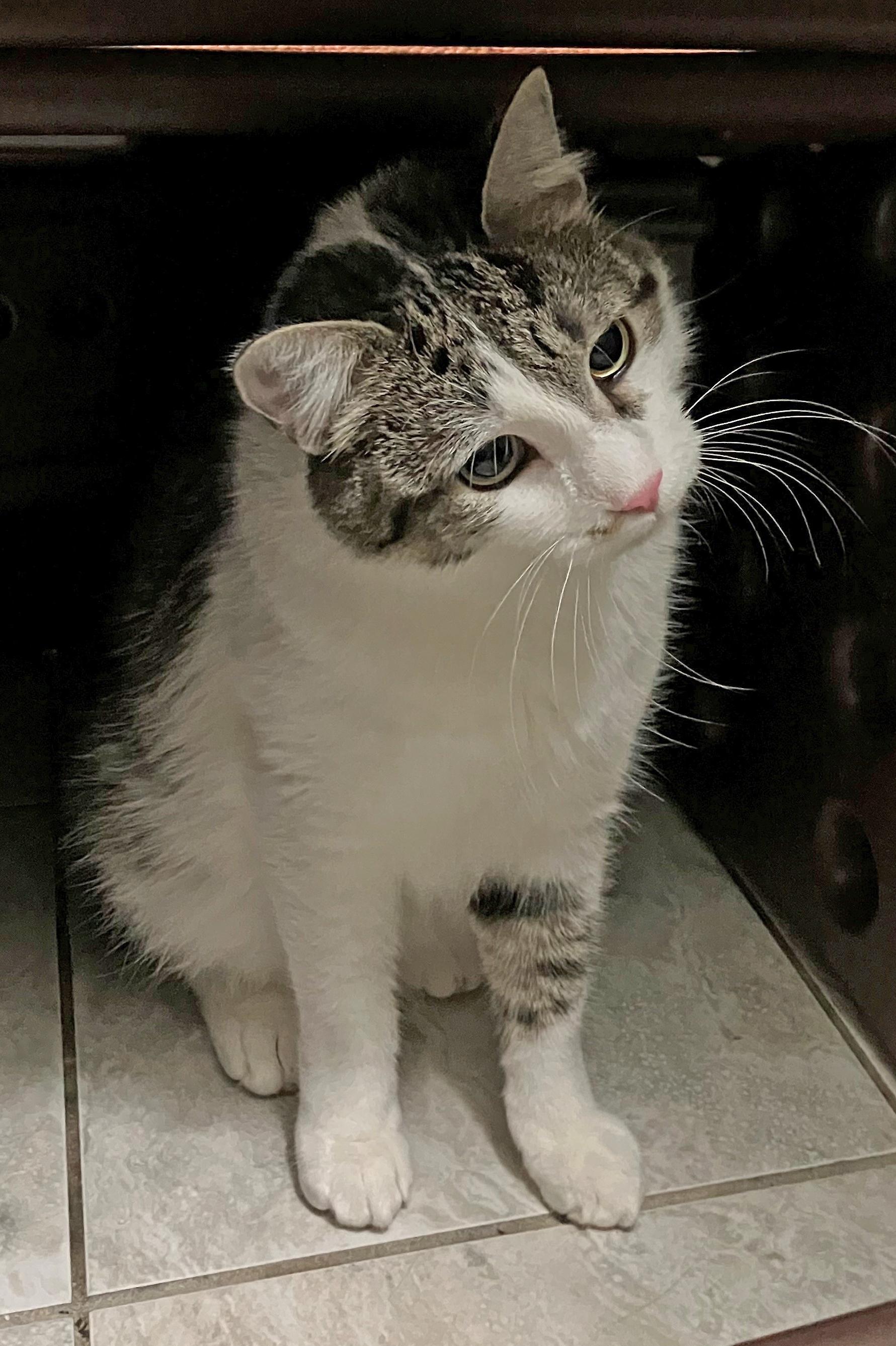 Enlarge Tial, a Adoptable Domestic Short Hair in East Brunswick, NJ image 4/6