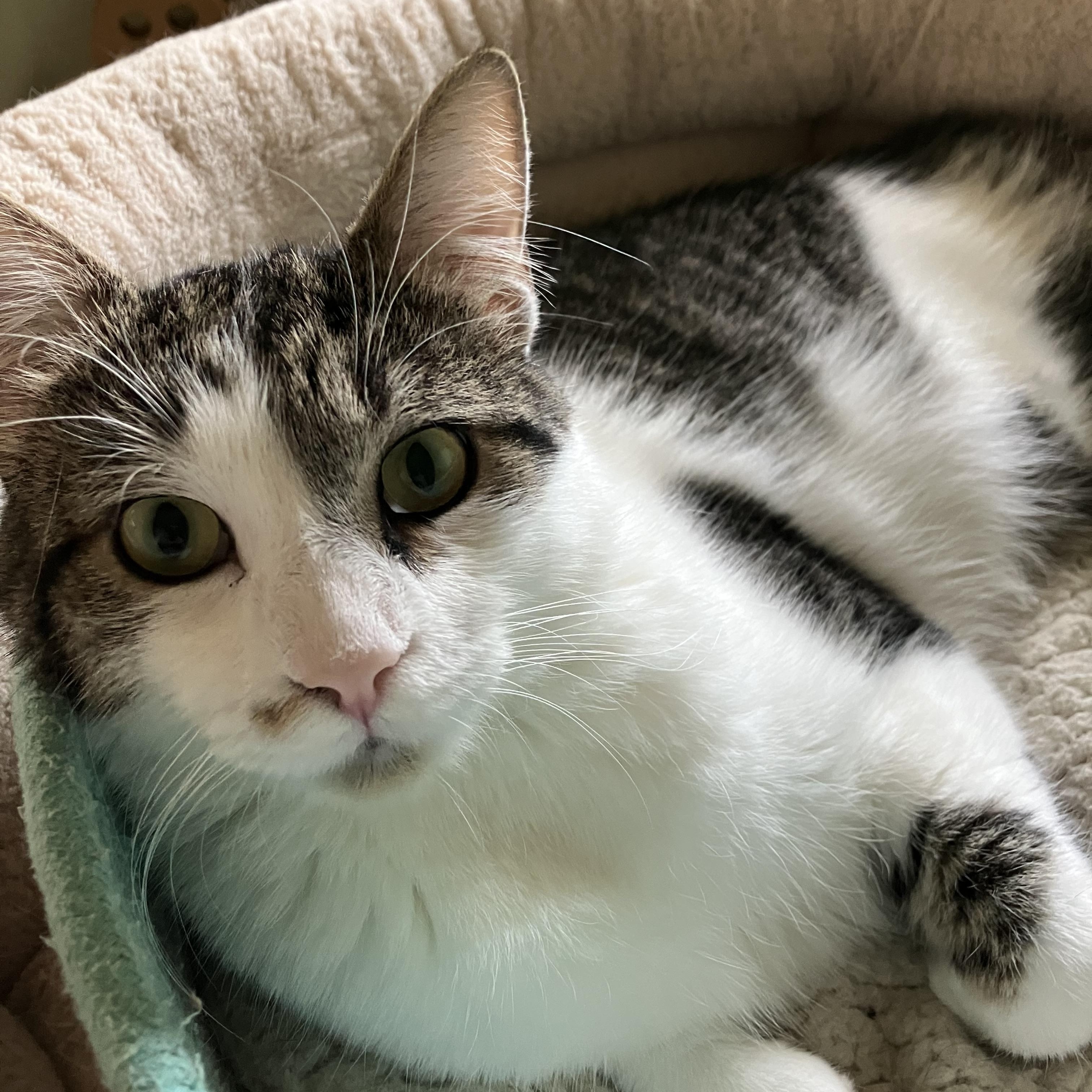 Tial, Adoptable, Young Male Domestic Short Hair.