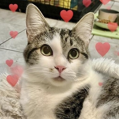 Tial, Adoptable, Young Male Domestic Short Hair.