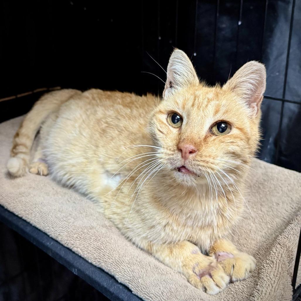 Enlarge Hendrix, a Adoptable Domestic Short Hair in Fredericksburg, TX image 1/6