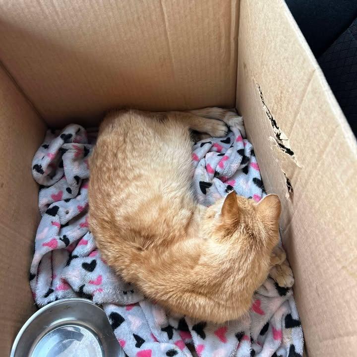 Enlarge Hendrix, a Adoptable Domestic Short Hair in Fredericksburg, TX image 2/6