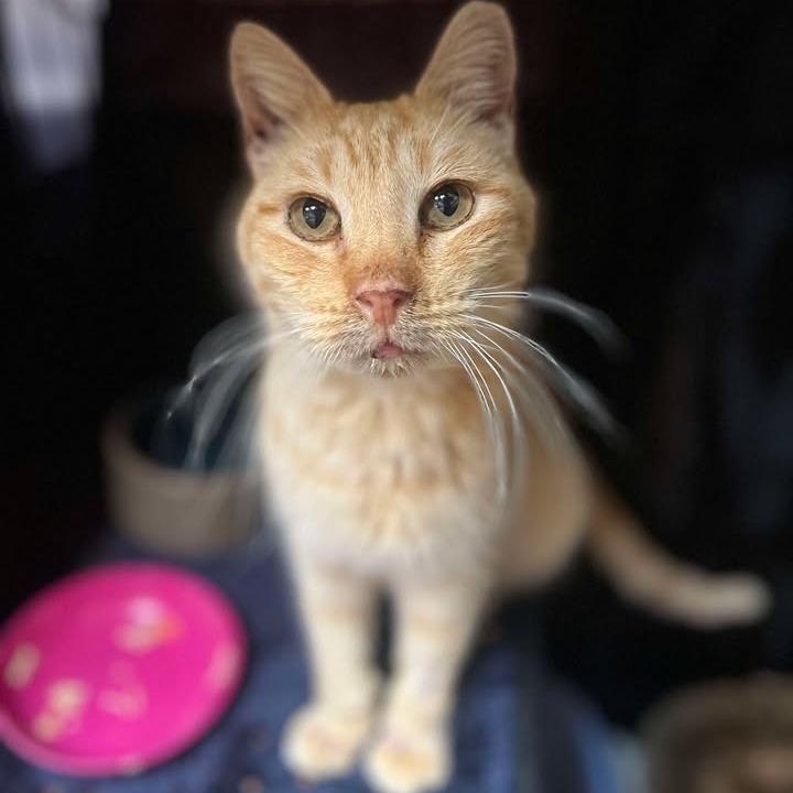 Enlarge Hendrix, a Adoptable Domestic Short Hair in Fredericksburg, TX image 3/6