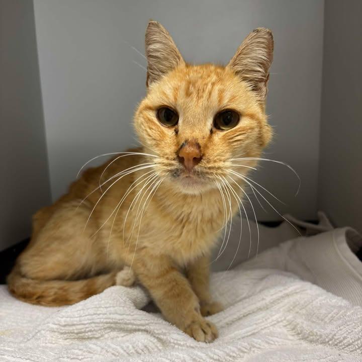 Enlarge Hendrix, a Adoptable Domestic Short Hair in Fredericksburg, TX image 5/6