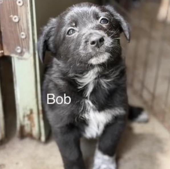 Bob, ADOPTABLE, Puppy Male Golden Retriever.