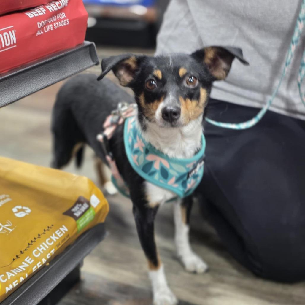 Mochi, a Adoptable mixed breed in Indianapolis, IN image 1/6