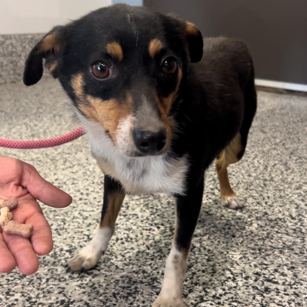 Mochi, a Adoptable mixed breed in Indianapolis, IN image 2/6