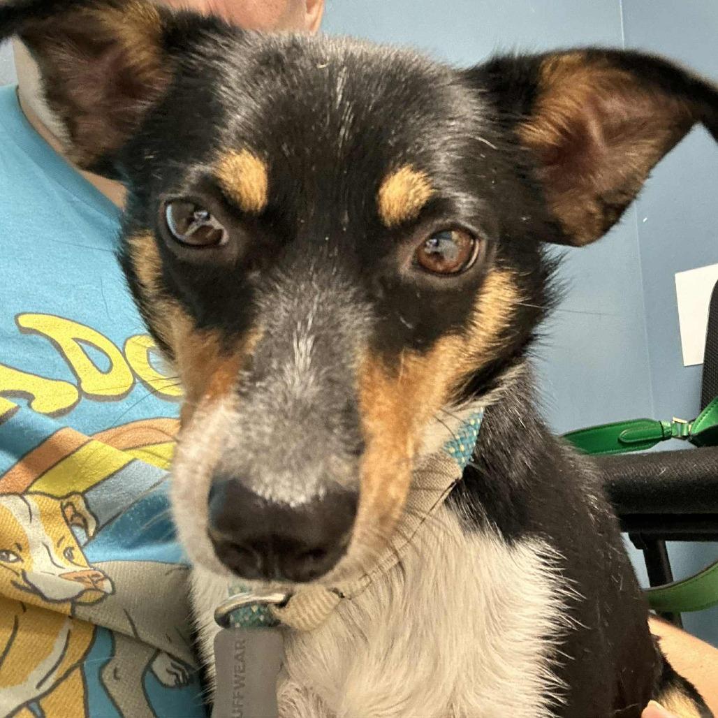 Mochi, a Adoptable mixed breed in Indianapolis, IN image 3/6