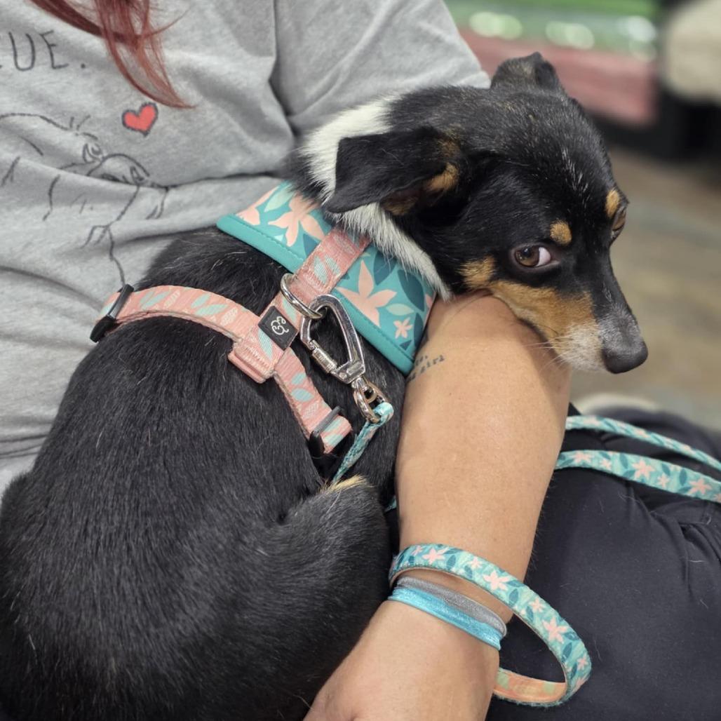 Mochi, a Adoptable mixed breed in Indianapolis, IN image 4/6