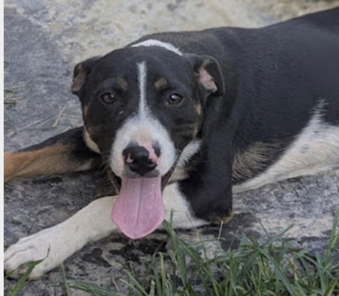 Nate, Adoptable, Young Male German Shepherd Dog & Harrier.