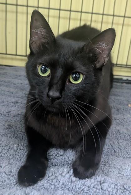 Hope, ADOPTABLE, Adult Female Domestic Short Hair.