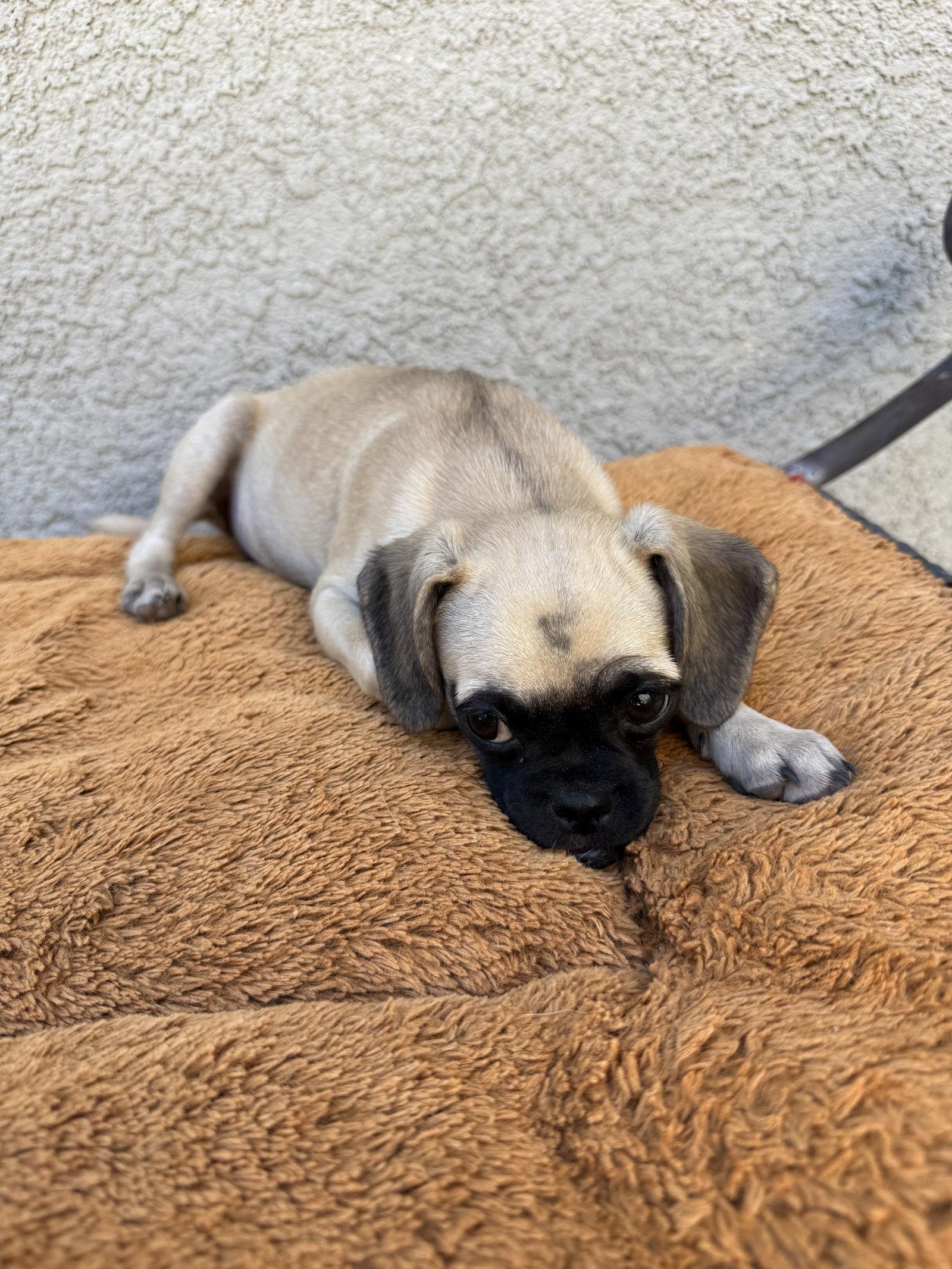 Pancakes, Adoptable, Puppy Female Pug & Beagle.