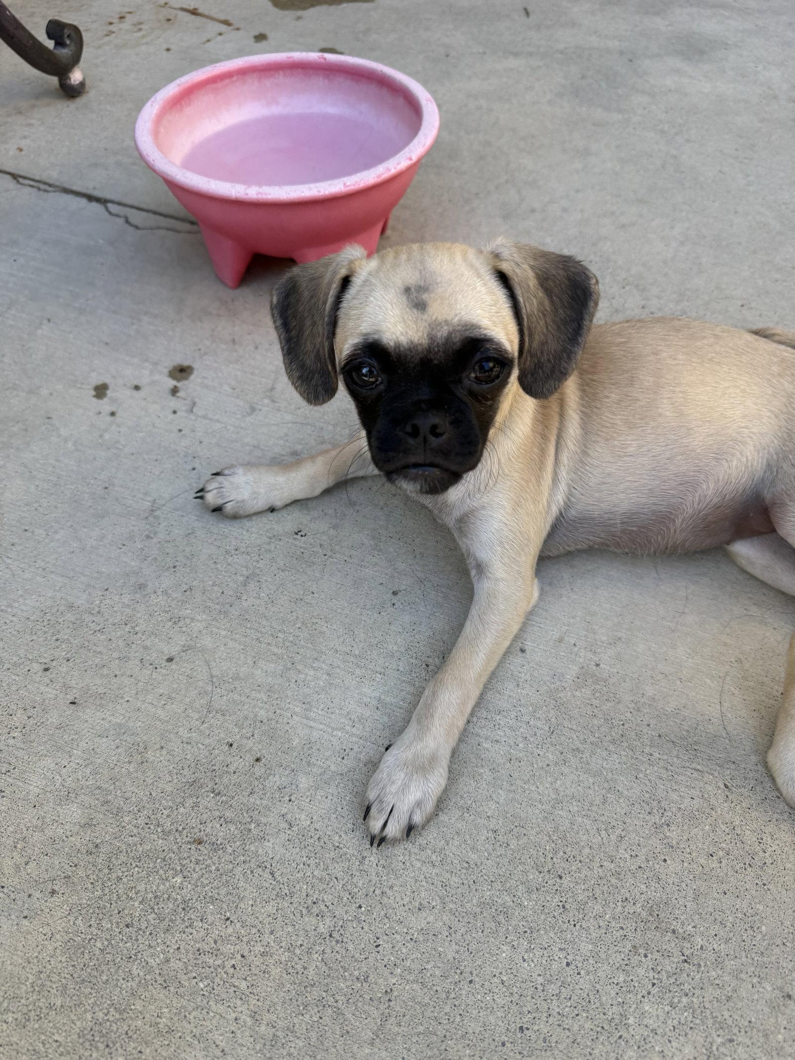 Enlarge Pancakes, a Adoptable mixed breed in Capistrano Beach, CA image 2/3
