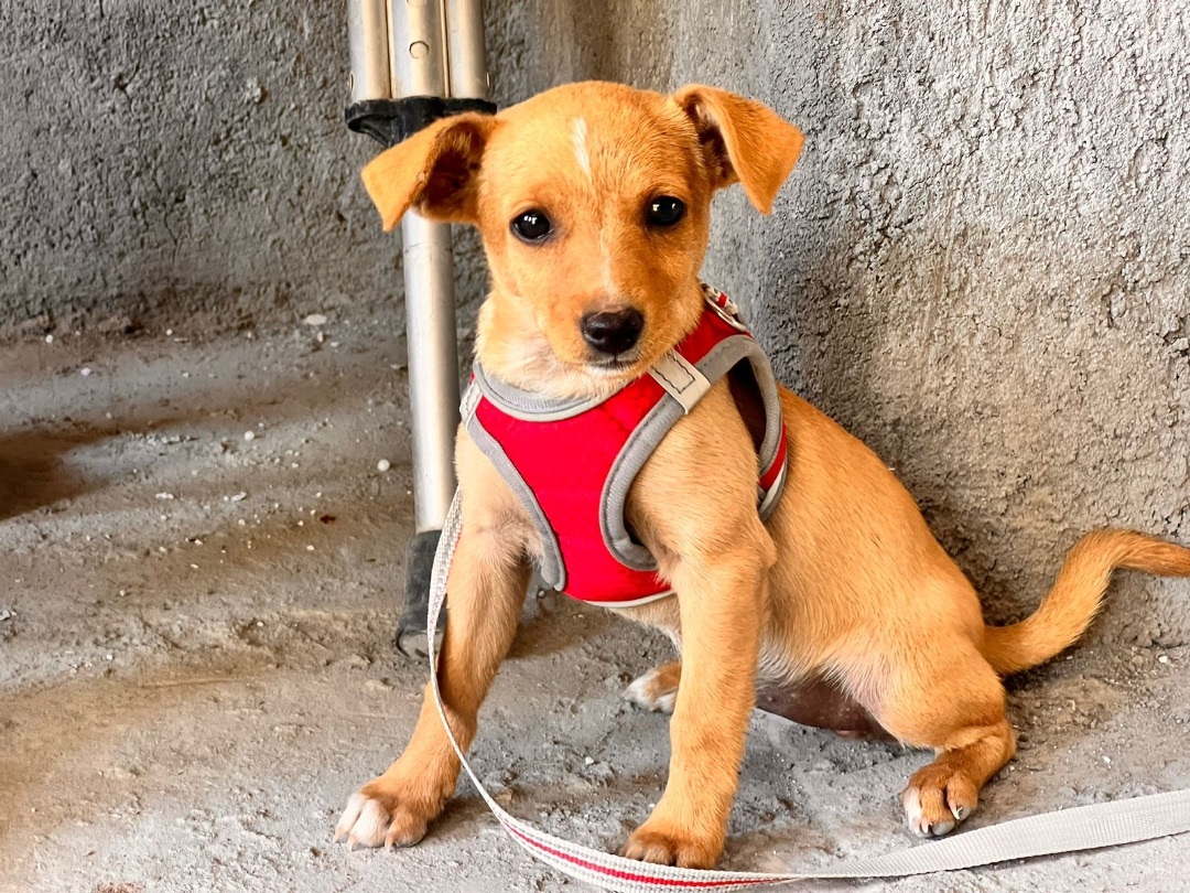 Cinnamon, Adopted, Puppy Female Chihuahua.