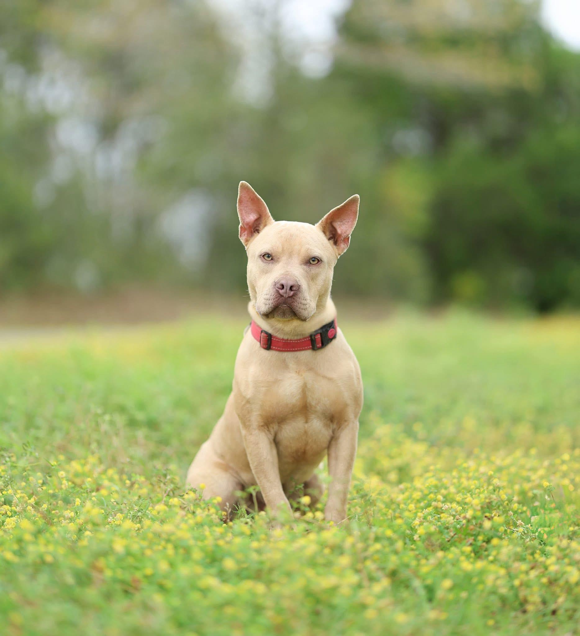 Enlarge Baxter, a ADOPTABLE mixed breed in Albany, NY image 2/3