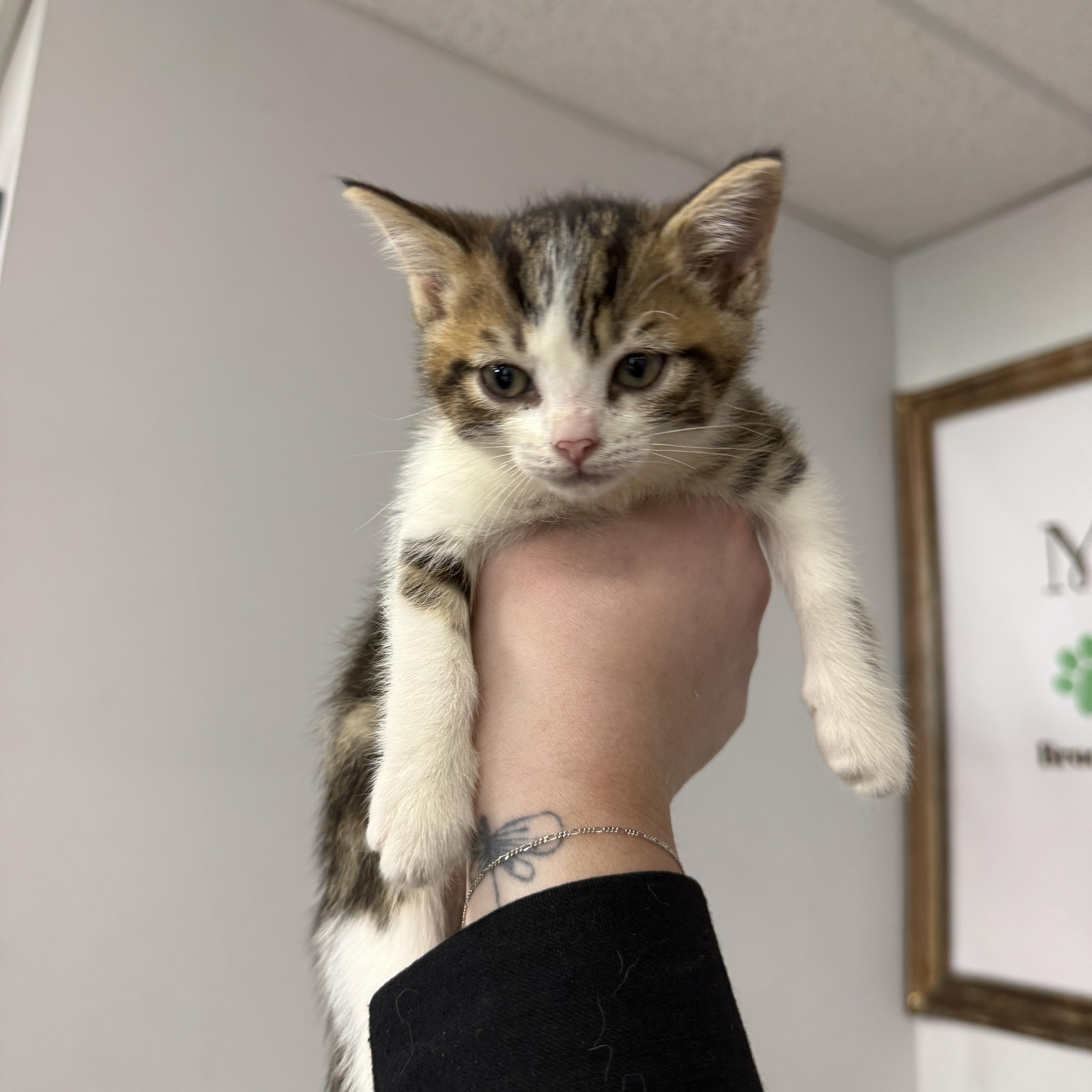 Dot, ADOPTABLE, Kitten Female Domestic Short Hair.