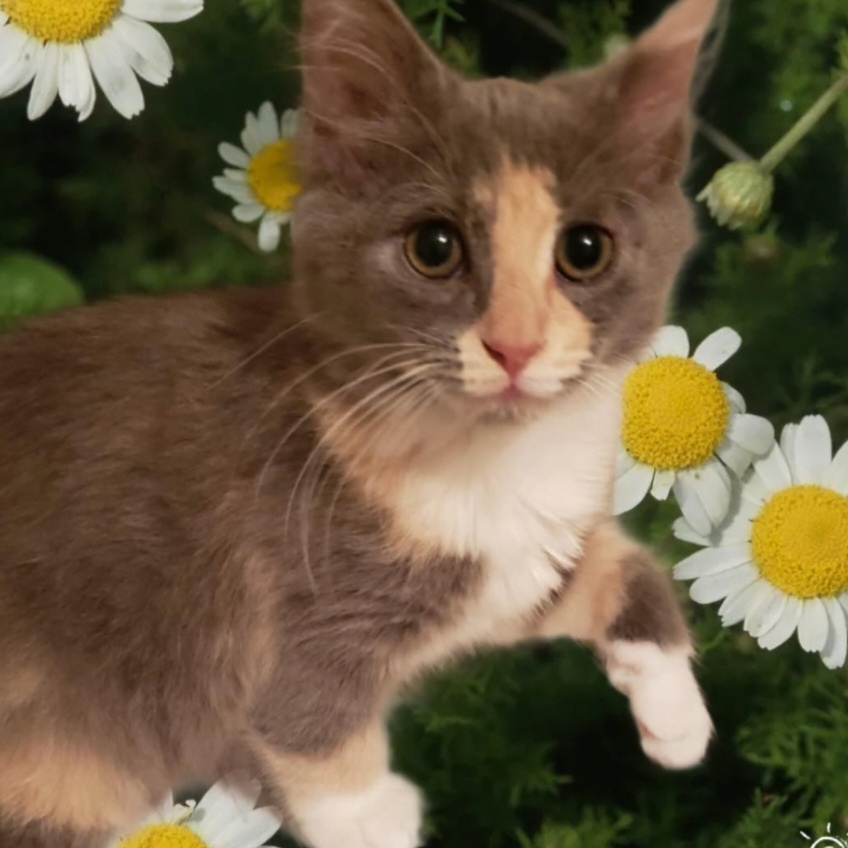 Lyra Orion, Adopted, Kitten Female Domestic Medium Hair.