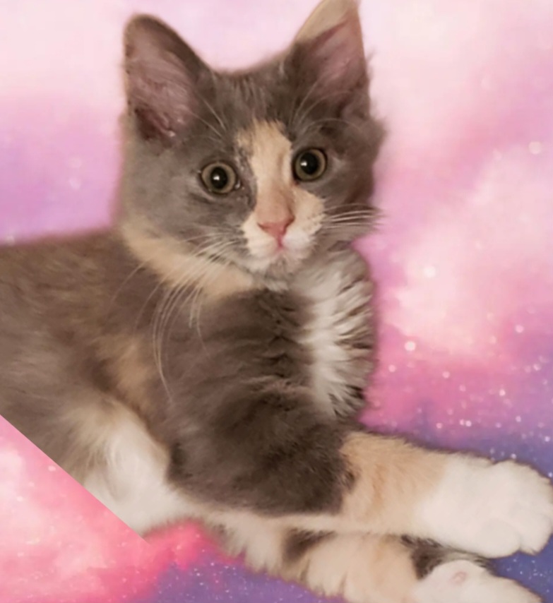 Enlarge Lyra Orion, a Adopted Domestic Medium Hair in Phoenix, AZ image 2/3