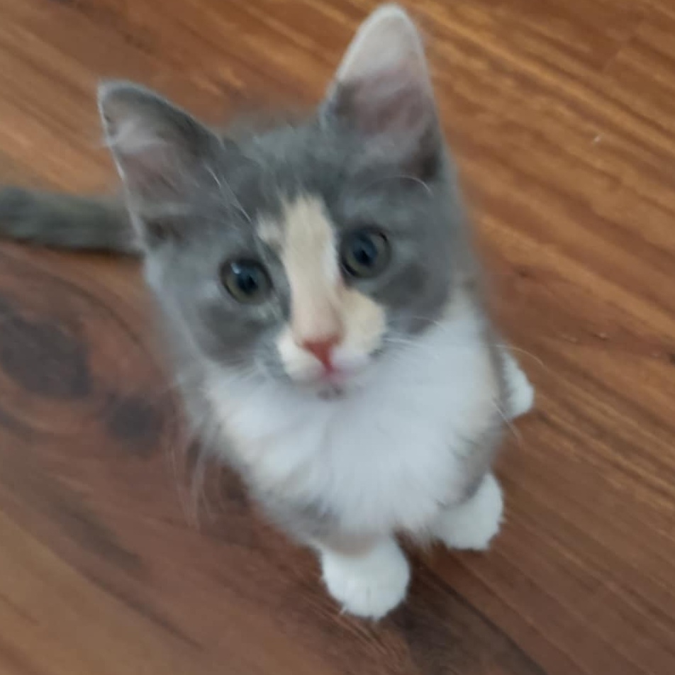 Enlarge Lyra Orion, a Adopted Domestic Medium Hair in Phoenix, AZ image 3/3